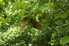 Centrolobium tomentosum